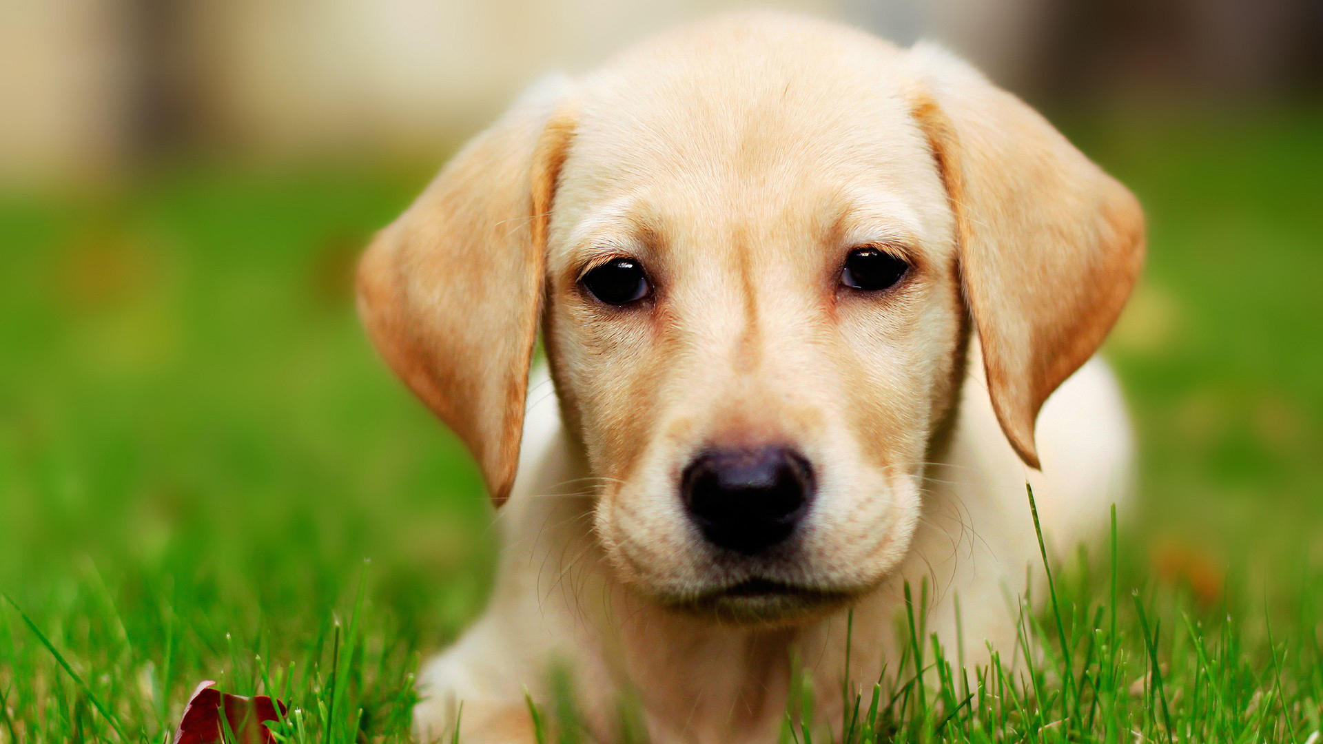 My Favorite Animal Dog : Essay , Composition , Paragraph , Note 2023 – My Study Times My Favorite Animal Dog : Essay , Composition , Paragraph , Note 2023 – My Study Times